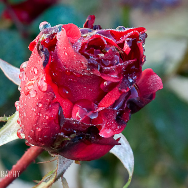 rosa rose enrico calo web designer photo foto fotografia