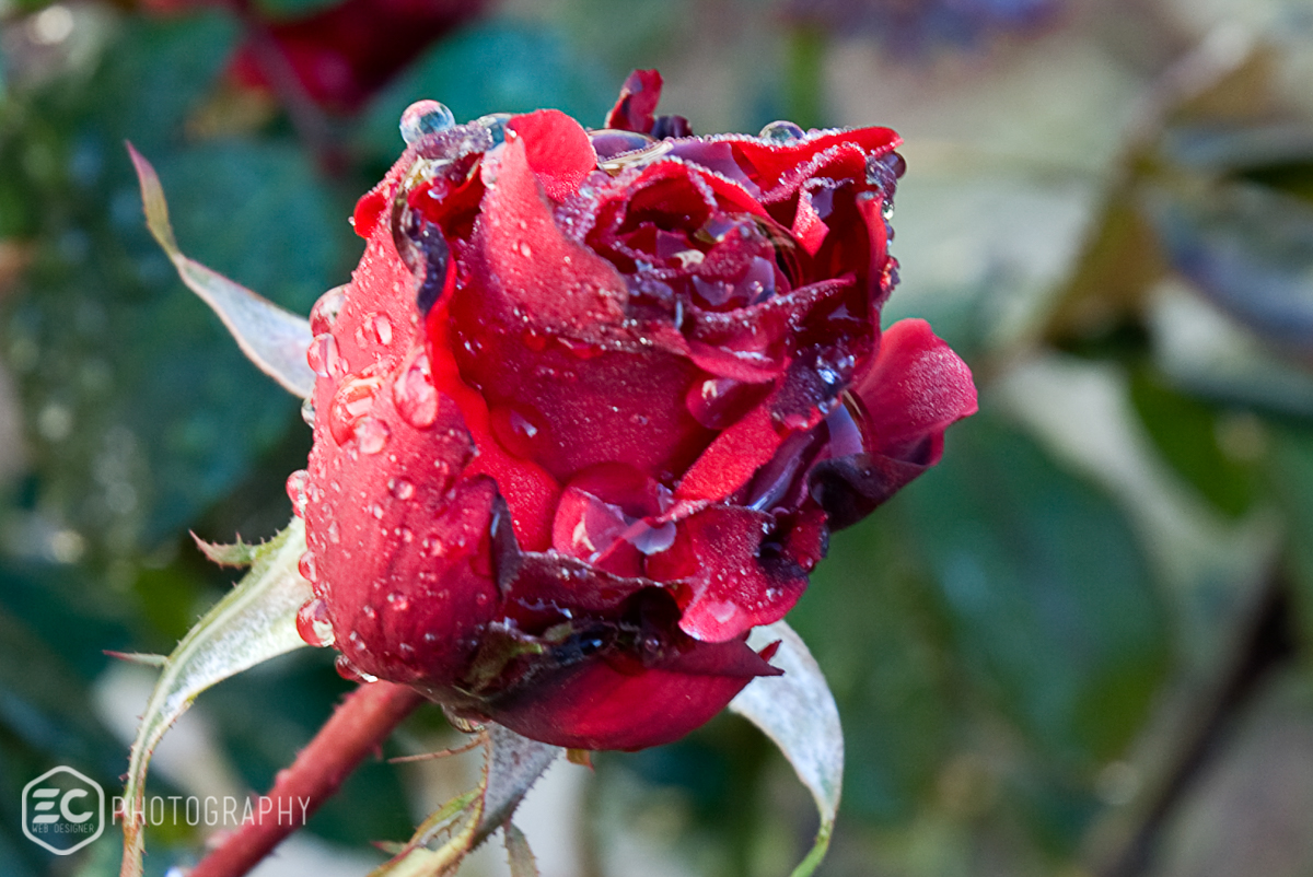 rosa rose enrico calo web designer photo foto fotografia
